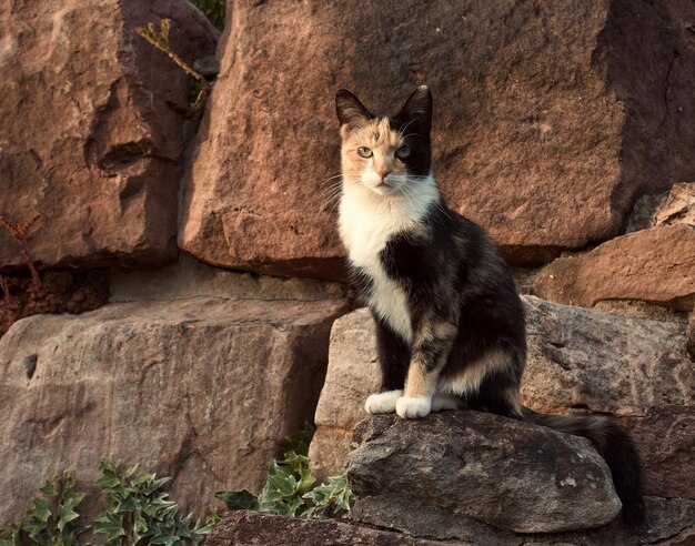 Foto katze sitzt auf einem felsen