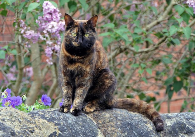 Foto katze sitzt auf einem felsen