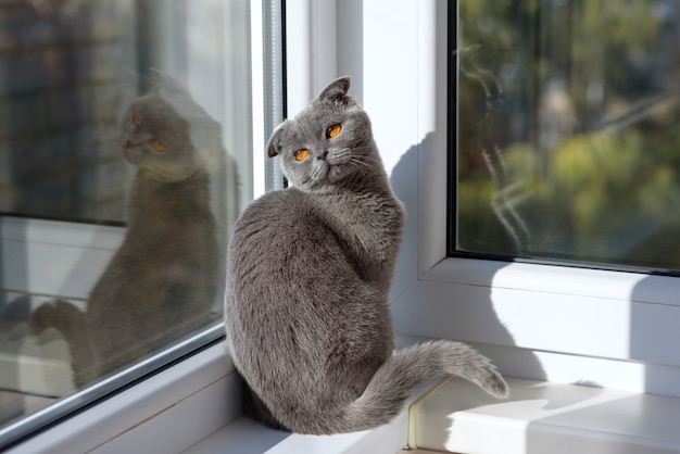 Katze sitzt auf einem Fenster in einem Schal und schaut in die Ferne