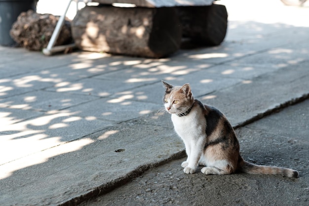 Foto katze sitzt auf einem fußweg