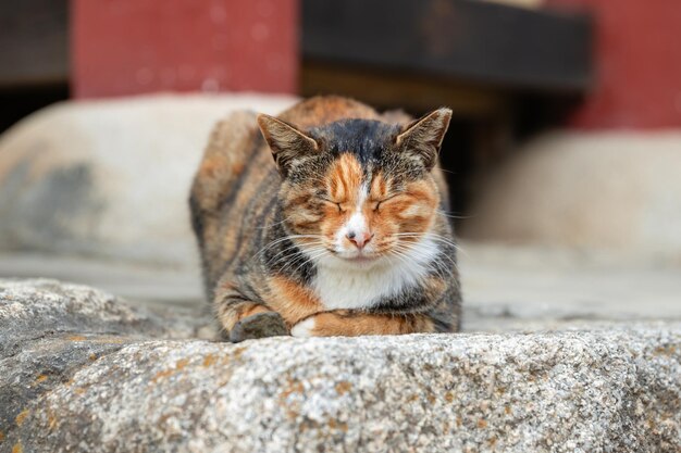 Foto katze sitzt auf einem stein und schließt die augen