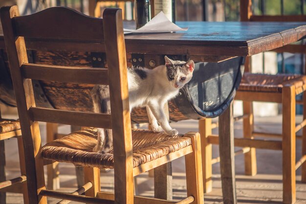 Katze sitzt auf einem Stuhl