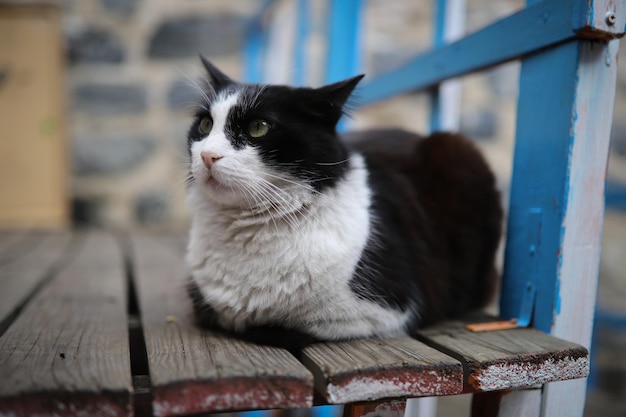 Katze sitzt auf einem Stuhl