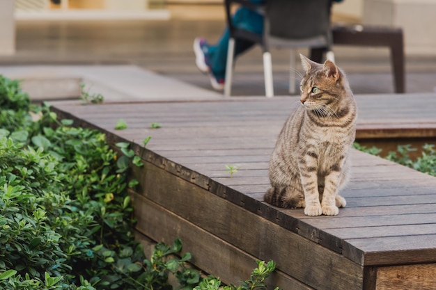 Katze sitzt auf einer holzkonstruktion auf der straße