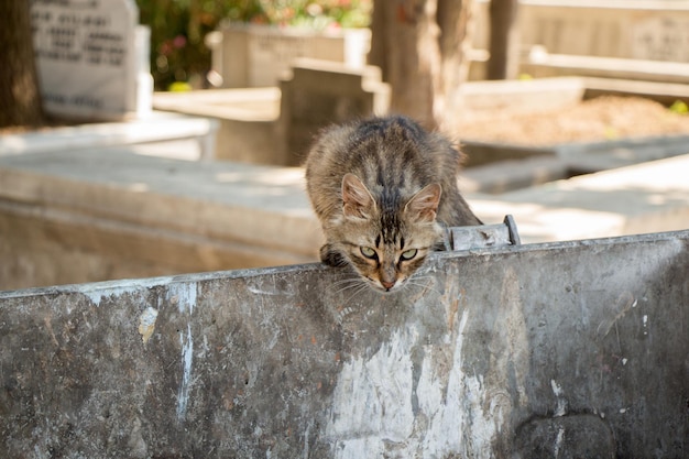 Foto katze sitzt auf einer stützmauer