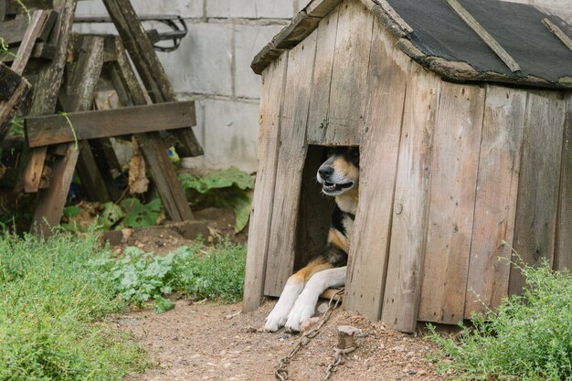 Foto katze sitzt auf holz