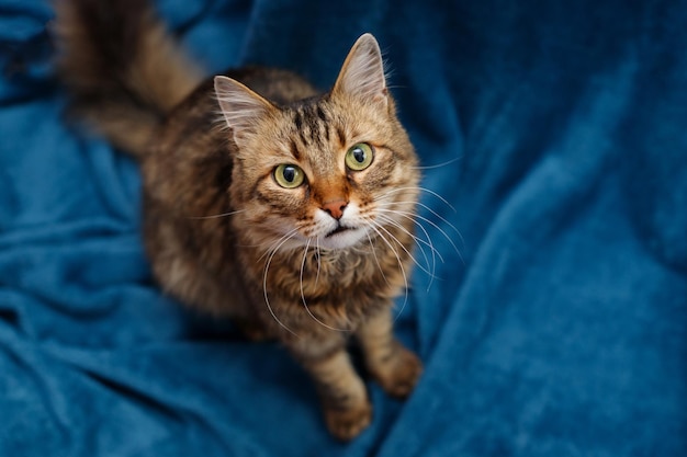 Katze sitzt Haustierkonzept von oben