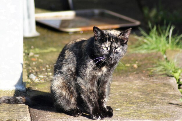 Foto katze sitzt im freien