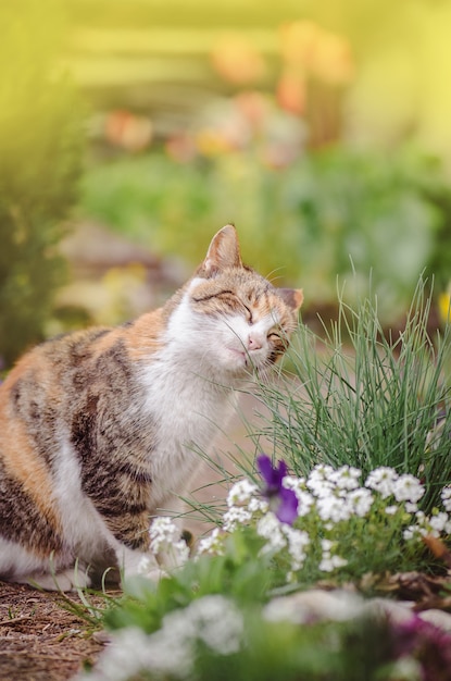 Katze sitzt im Garten neben blühenden Blumen