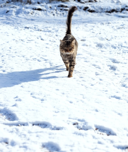 Katze sitzt im schnee