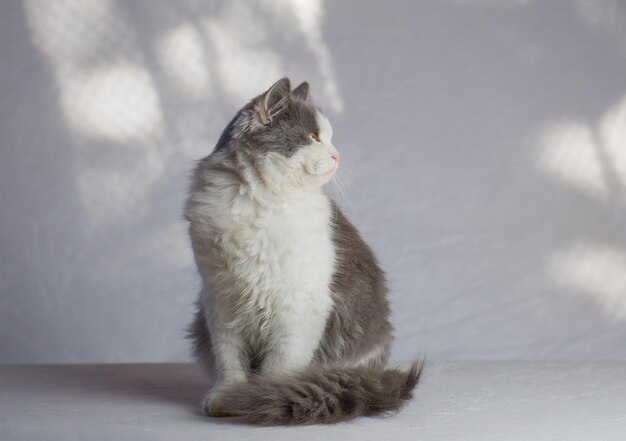 Katze sitzt im Wohnzimmer Weiße graue Katze im Zimmer im Haus Katze auf weißem Hintergrund