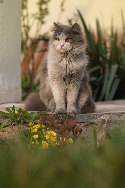 Katze sitzt in der Nähe von Blumen im Freien Süße Katze sitzt in einem sonnigen Sommergarten Kätzchen sitzt auf einer Blumenwiese