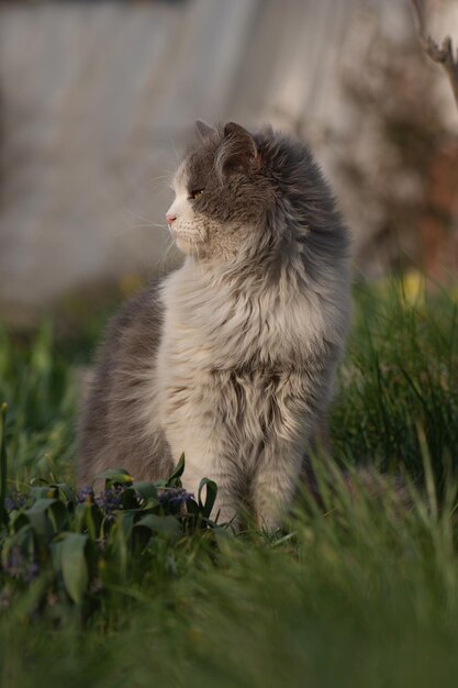 Katze sitzt in der Nähe von Blumen im Freien Süße Katze sitzt in einem sonnigen Sommergarten Kätzchen sitzt auf einer Blumenwiese