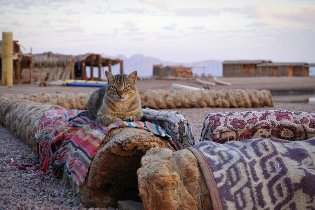 Foto katze sitzt in einem pferd