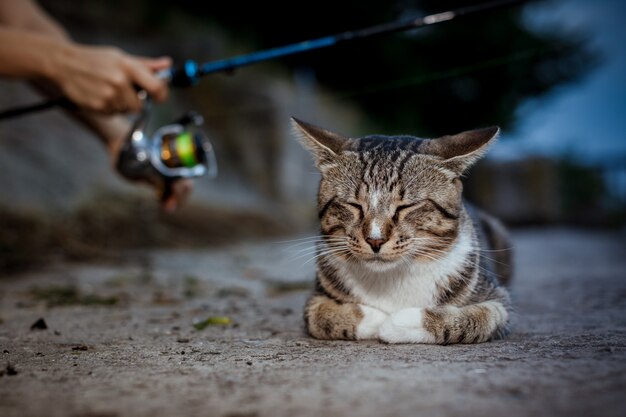 Katze sitzt und wartet am Ufer, Fischer mit Angelrutenrad