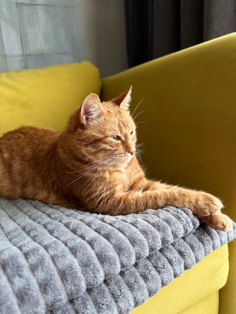 Katze sitzt zu Hause auf dem Sofa