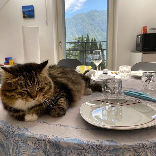 Katze sitzt zu Hause auf dem Tisch