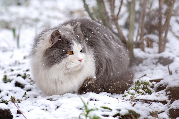 Katze spielt im Schnee Porträt der Katze im Freien im Winter