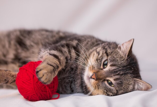 Katze spielt mit Ball aus rotem Garn