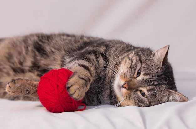 Katze spielt mit Ball aus rotem Garn