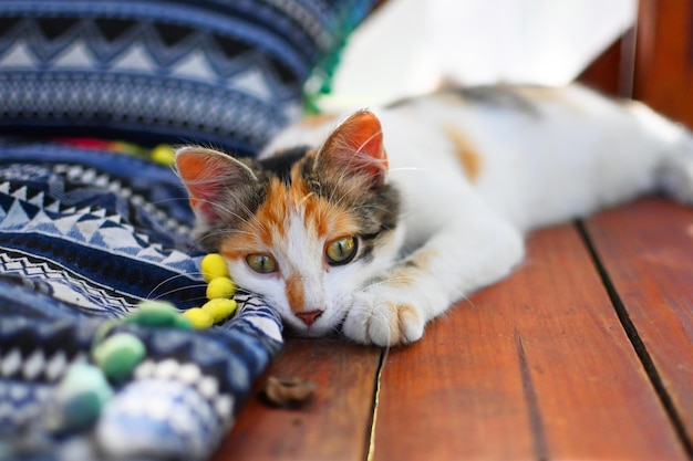 Katze spielt mit Ball