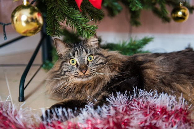 Katze spielt mit Weihnachtsbaumspielzeug.