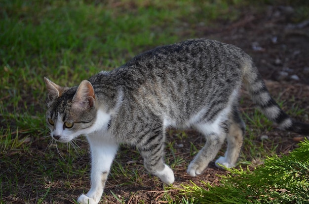 Foto katze steht auf einem feld