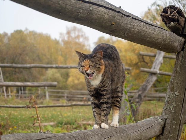 Katze steht auf einem Holzzaun und gähnt im Herbst im Dorf