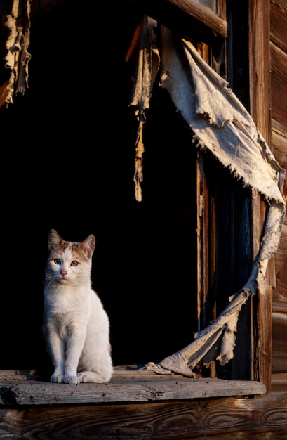 Katze steht im Fenster