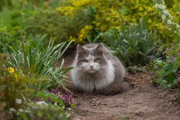 Katze steht im Garten zwischen Blumen