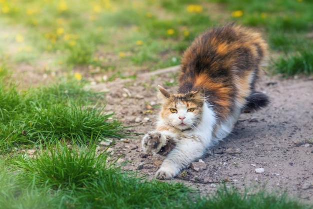 Katze streckt sich nach dem Schlafen auf einem Hintergrund des grünen Grases