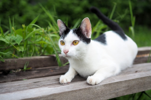 Katze thailändisch auf altem hölzernem in der Naturlandschaft