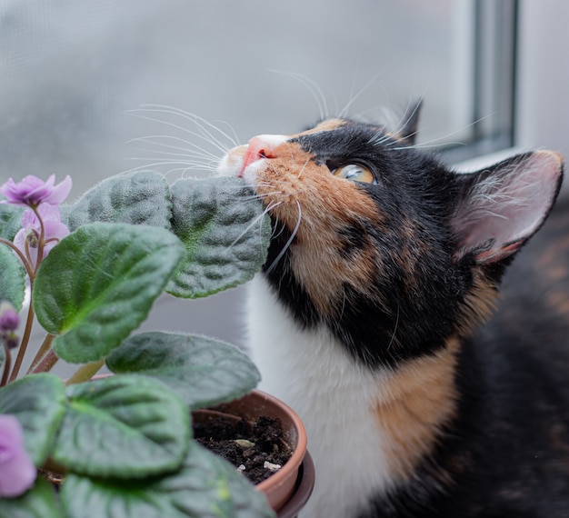 Katze und Hausblume in einem Topf. Tiere und Hausblumen. Schaden von ho me Blumen für Katzen. Dreifarbige Katze