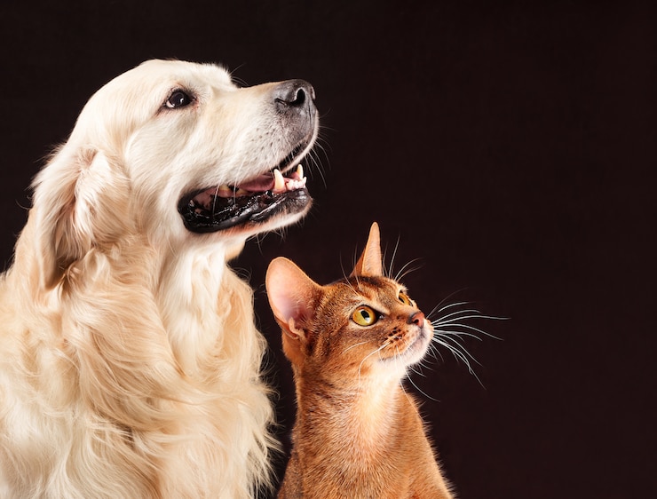 Foto katze und hund, abessinisches kätzchen, golden retriever betrachtet nach rechts