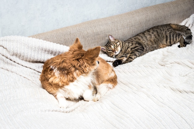 Katze und Hund liegen auf dem Bett und schauen sich an. Konzept der Tierfreundschaft.