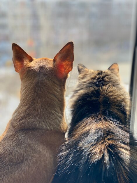 Katze und Hund schauen das Fenster, beste Freunde