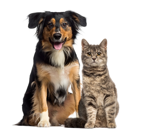 Katze und Hund sitzen zusammen