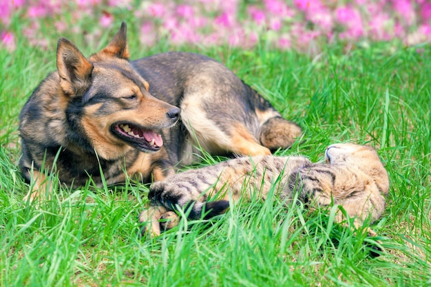 Katze und Hund spielen auf dem Rasen