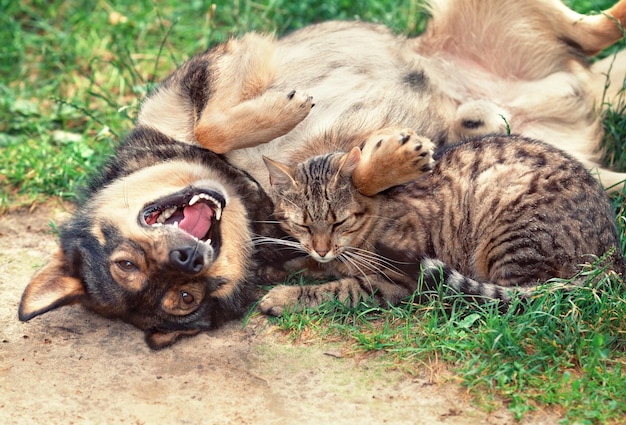 Katze und Hund spielen auf dem Rasen