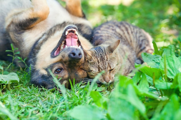 Katze und Hund spielen auf dem Rasen