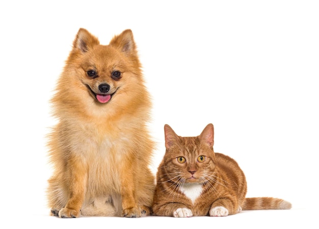 Katze und Hund zusammen Spitz- und Ginger-Kreuzungskatze