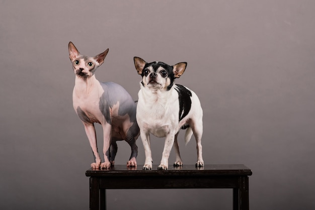 Katze und Hund zusammen vor grauem Hintergrund im Studio, kanadischer Sphynx, Chihuahua