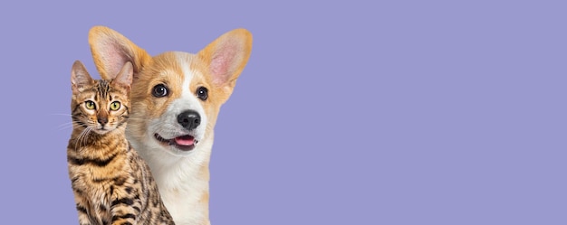 Katze und Hund zusammen Welch Corgi Puppy und bengalischer Akt isoliert auf lila