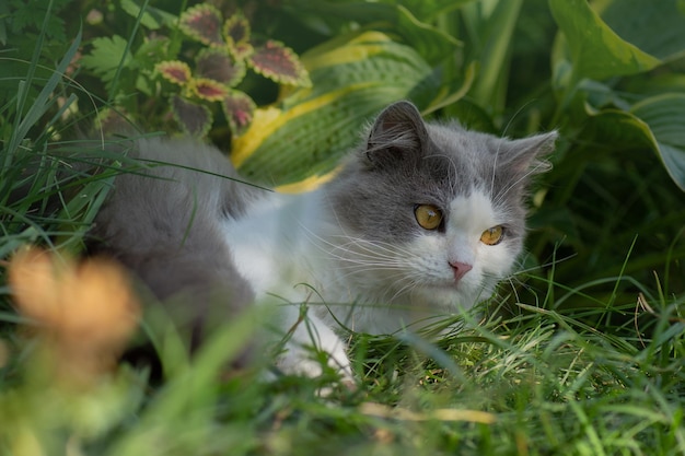 Katze und Pflanzen Katze mit flauschigem Schwanz zu Fuß Katze entspannt im Garten