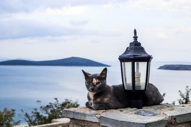 Katze und Straßenlaterne auf dem Hintergrund der malerischen Meereslandschaft