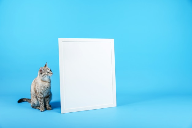 Katze und weißer leerer Rahmen auf blauem Hintergrund