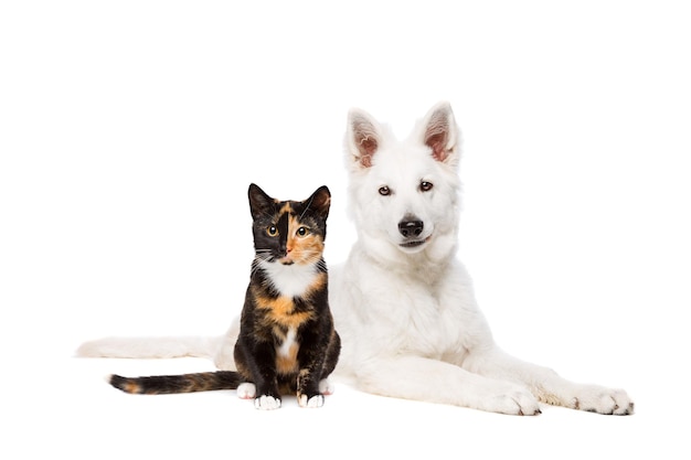 Katze und weißer Welpe