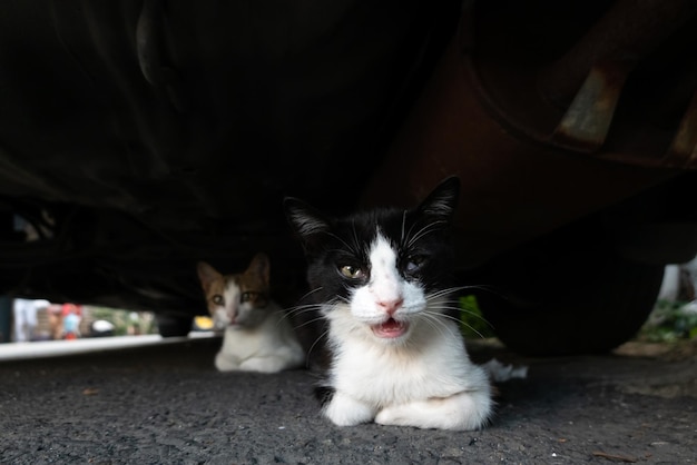 Katze versteckt sich unter einem Auto