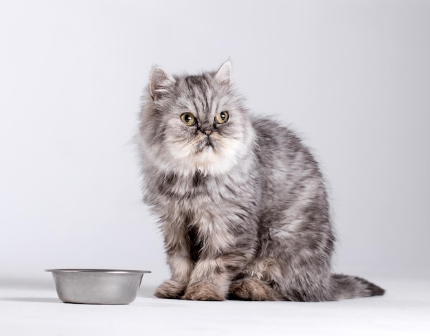 Katze wartet auf Essen auf weißem Hintergrund Porträt der persischen Katze Blick auf leere Schüssel