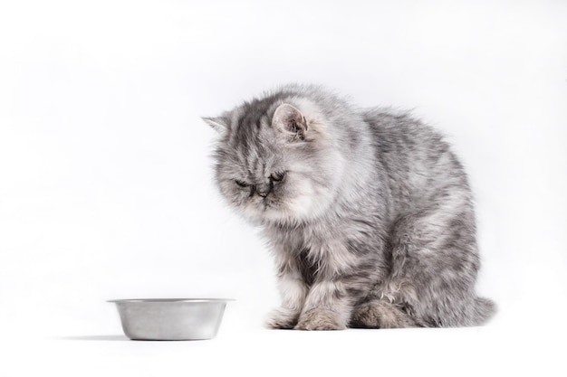 Katze wartet auf Essen auf weißem Hintergrund Porträt der persischen Katze Blick auf leere Schüssel